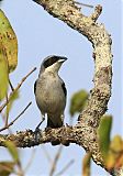 White-banded Tanagerborder=